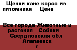 Щенки кане корсо из  питомника! › Цена ­ 65 000 - Все города Животные и растения » Собаки   . Свердловская обл.,Алапаевск г.